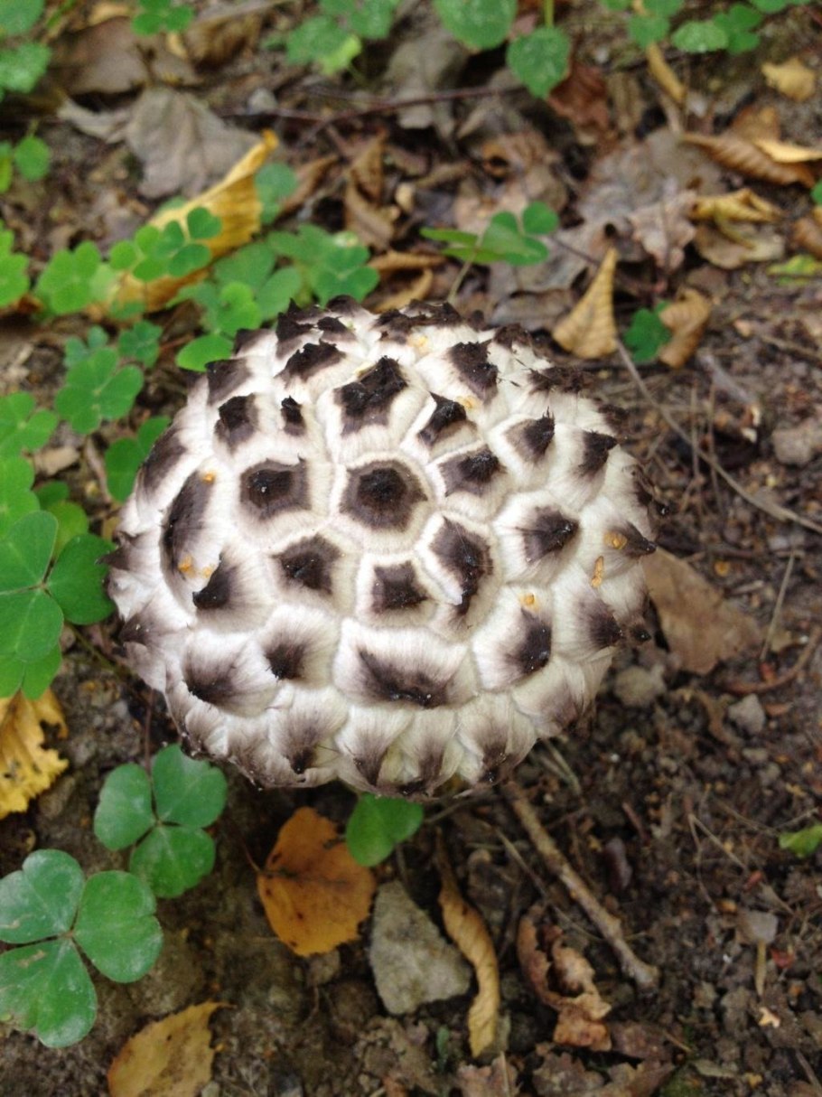 Сосновик гриб