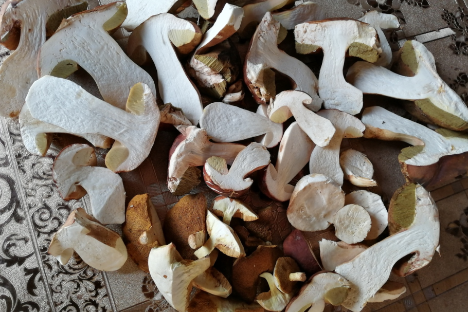 Грибы в Новосибирской области 2021