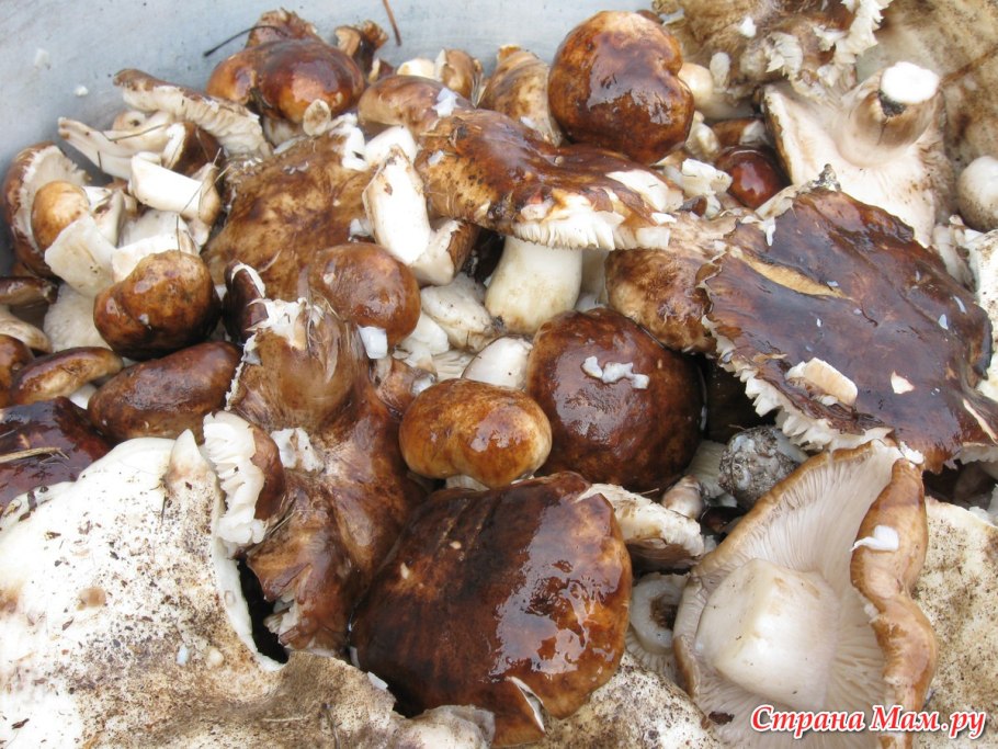 Опенок осенний Луговой