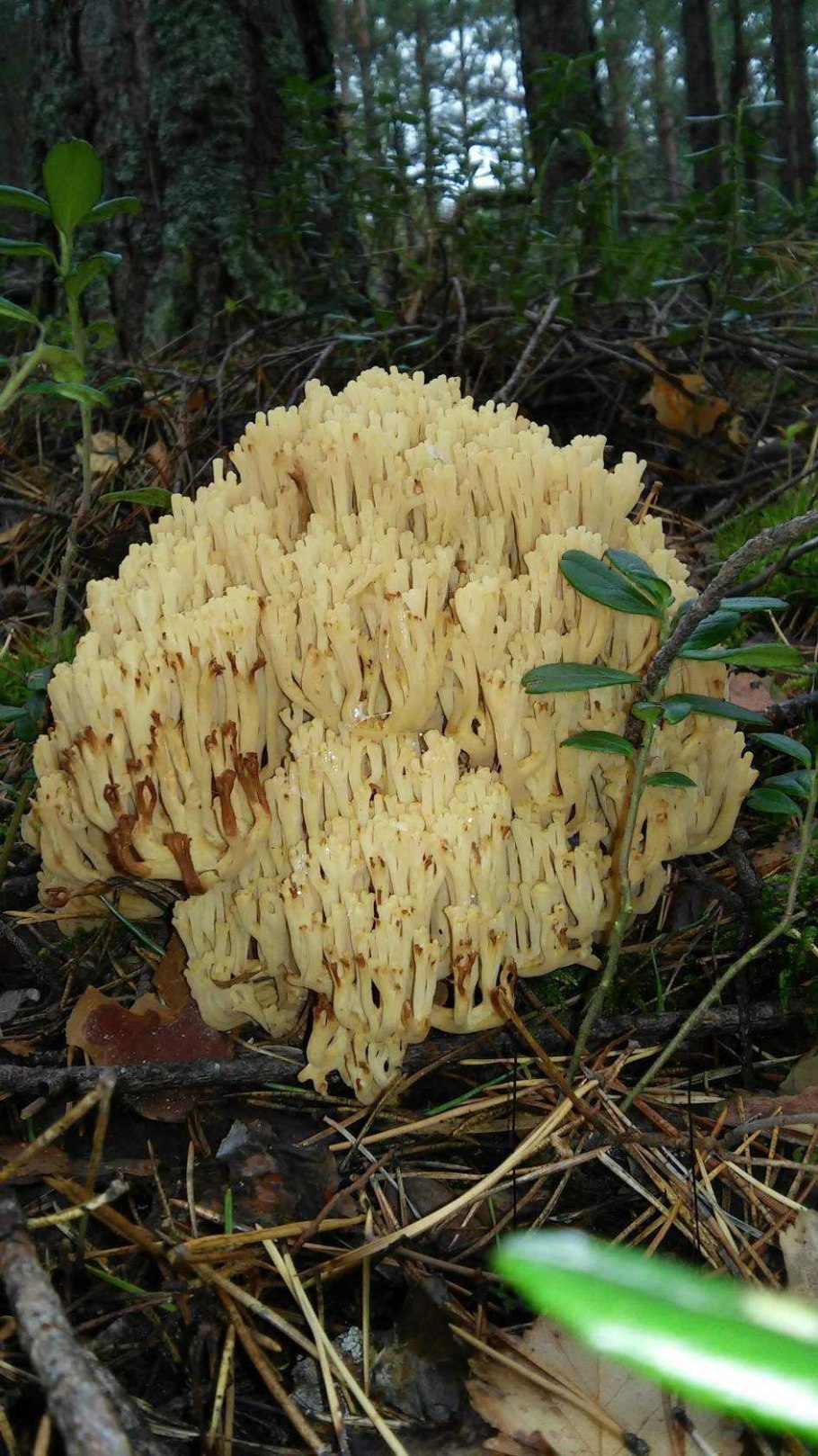 Гриб копытник