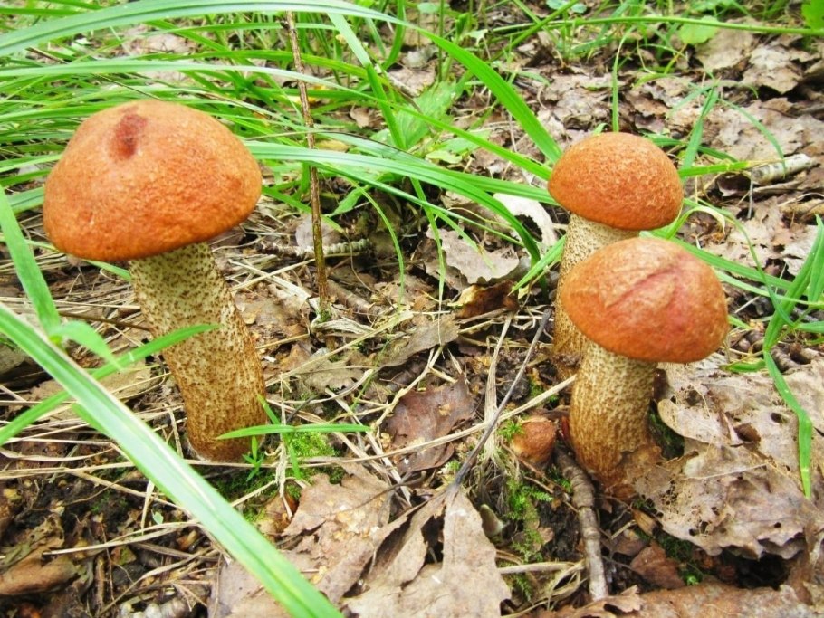 Маслёнок рубиновый (Suillus rubinus)
