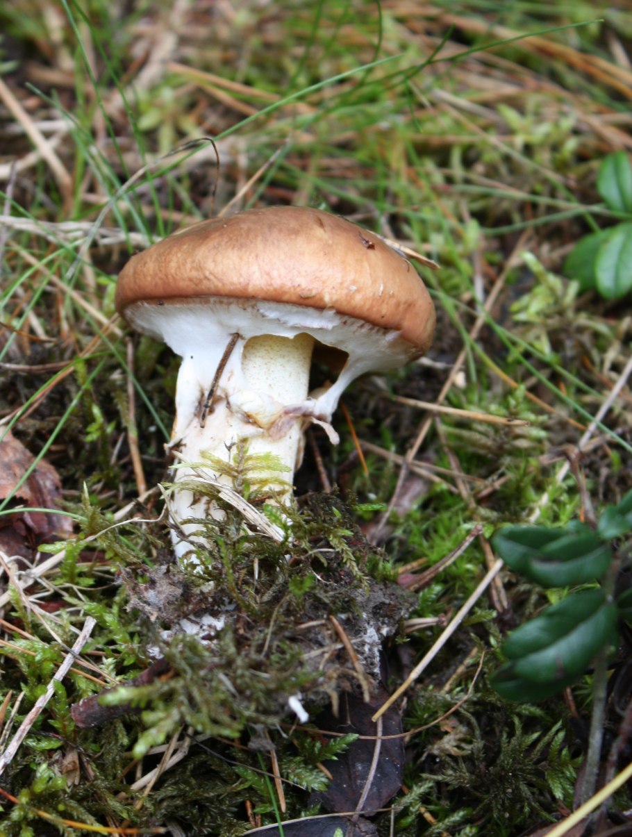 Гриб Suillus luteus