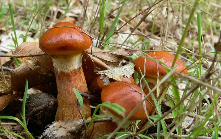 Дальневосточные маслята