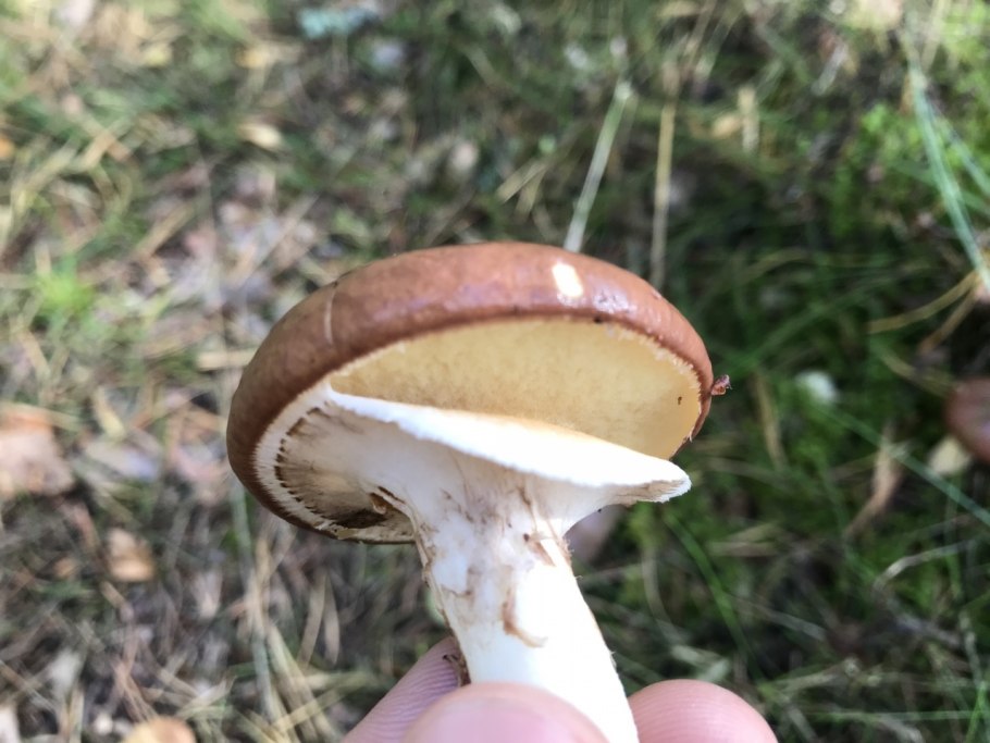 Маслёнок настоящий Suillus luteus