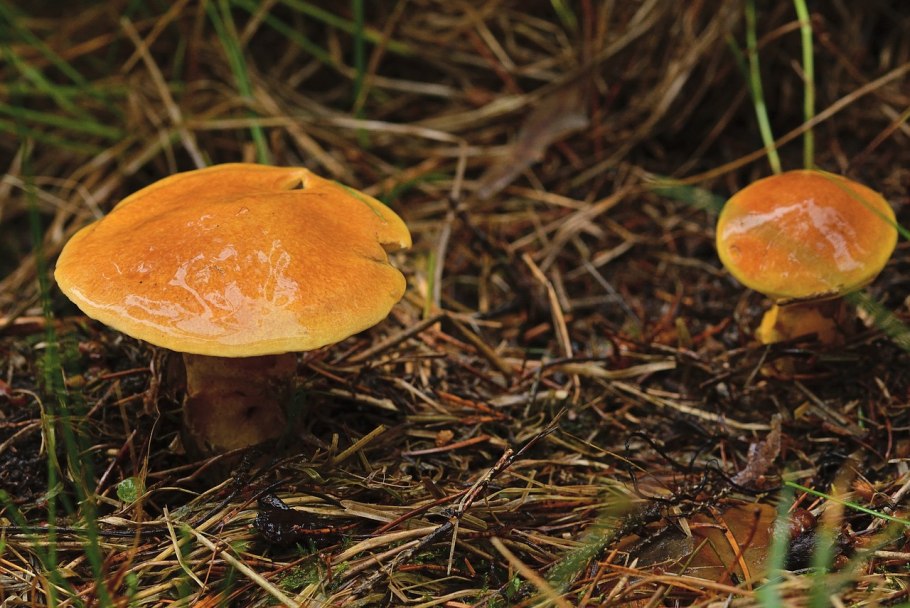 Гриб маслёнок лиственничный