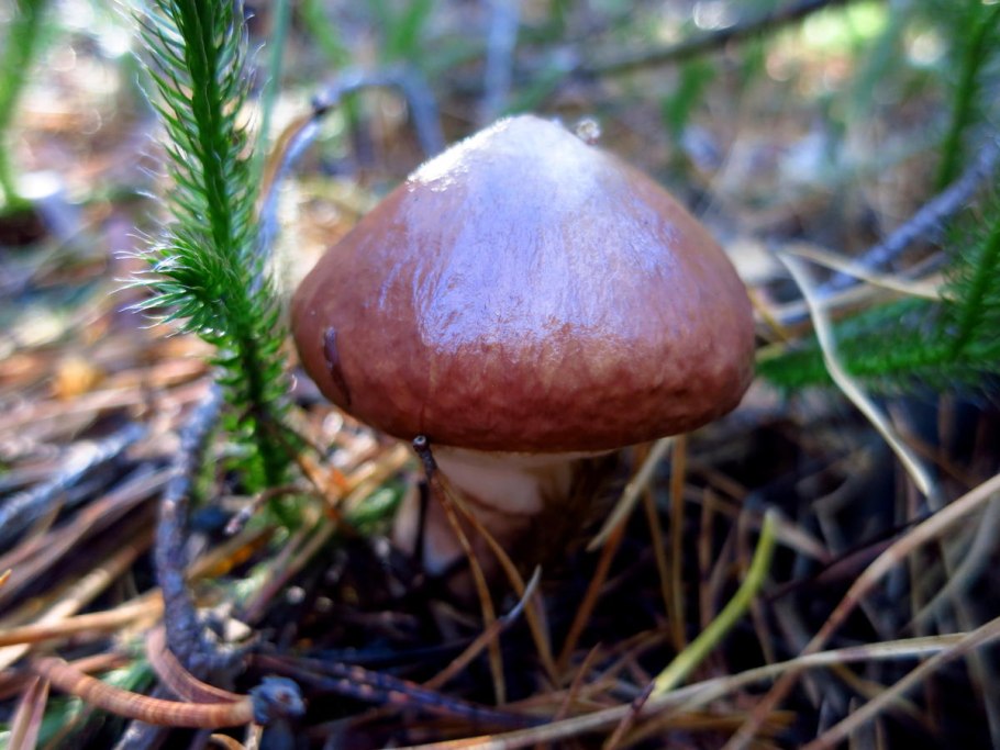 Масленок поздний