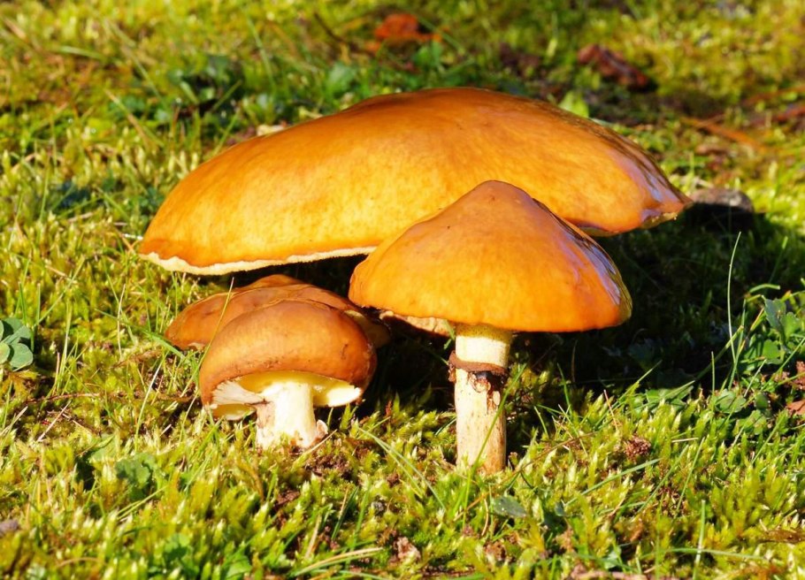 Гриб Suillus luteus