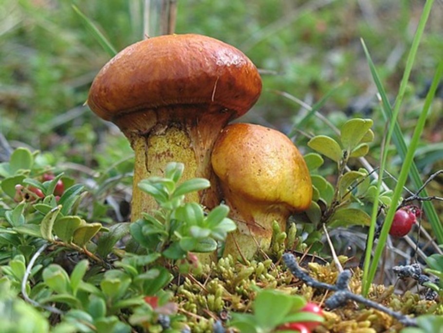 Маленький маслёнок