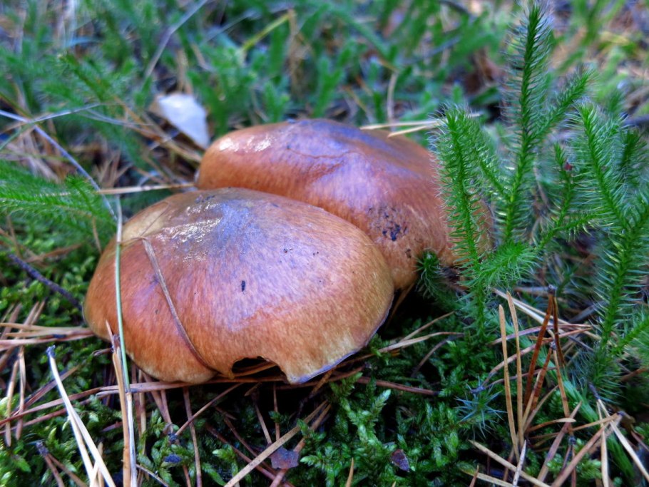 Боровик масленок