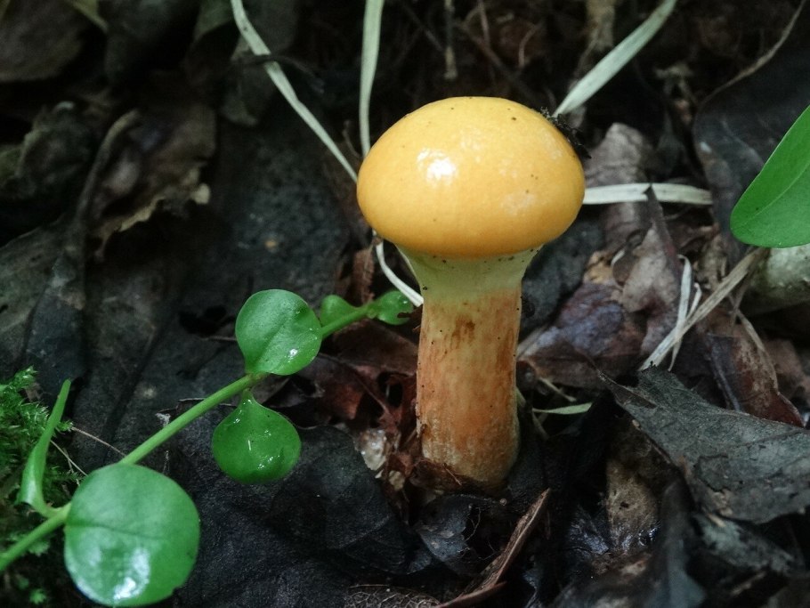 Ложный масленок лиственничный