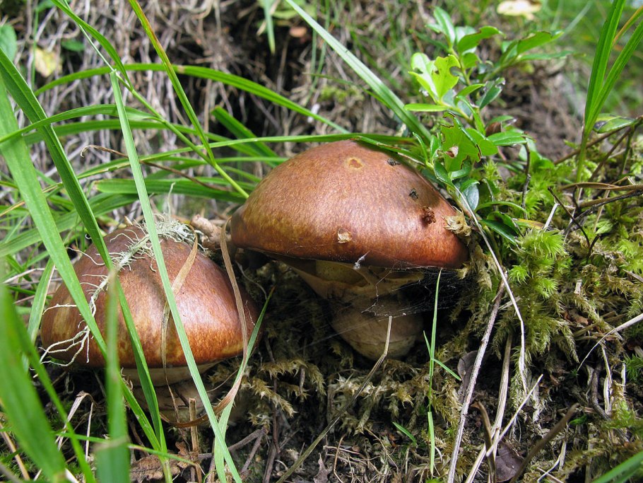 Гриб Suillus luteus