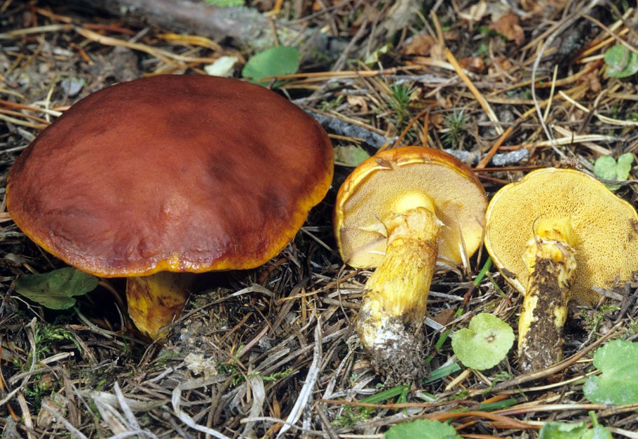 Suillus fuscotomentosus