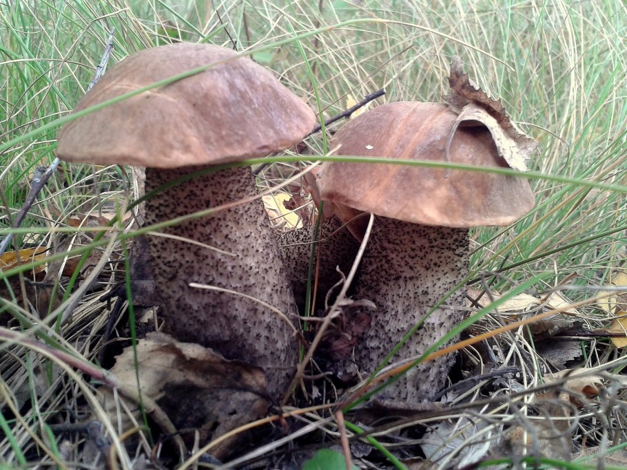 Масленок подберезовик