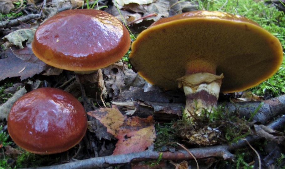 Грибы ХМАО Югры