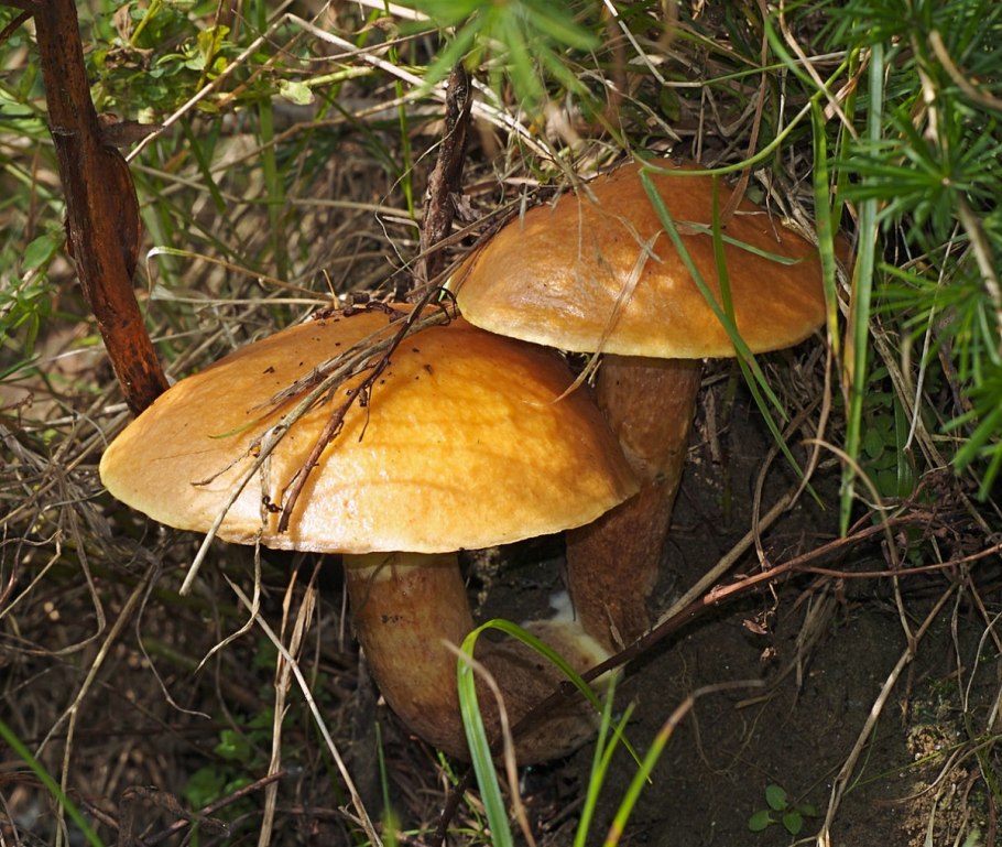 Suillus grevillei