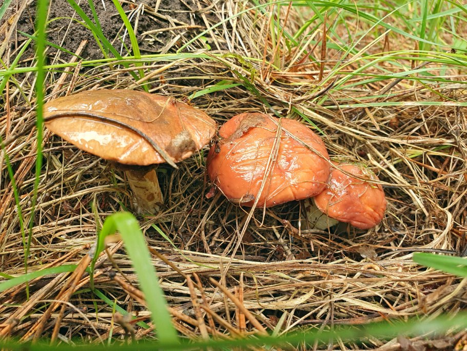 Маслята луговые