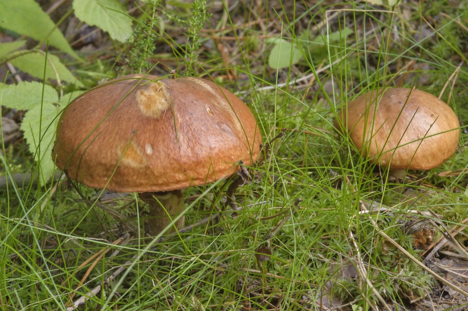 Грибы Токсово