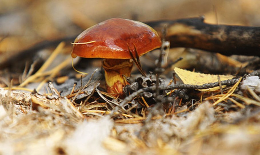 Гриб маслёнок Дальневосточный.