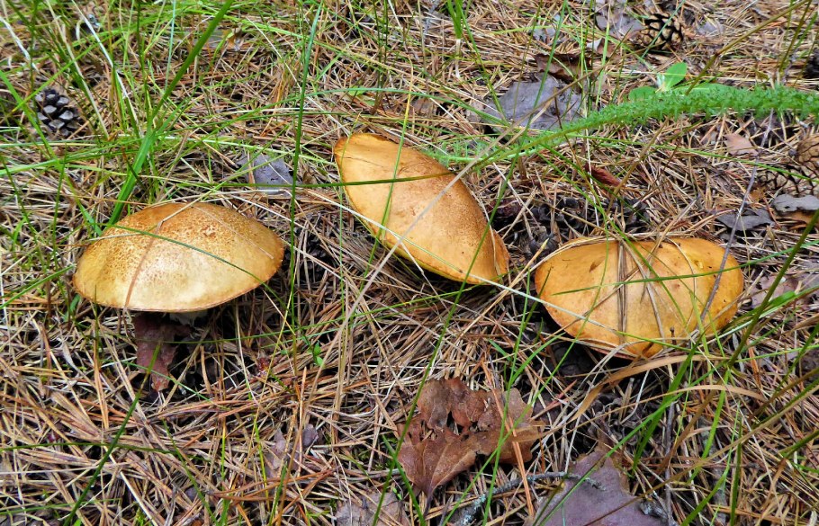 Грибы в Подмосковье маслята