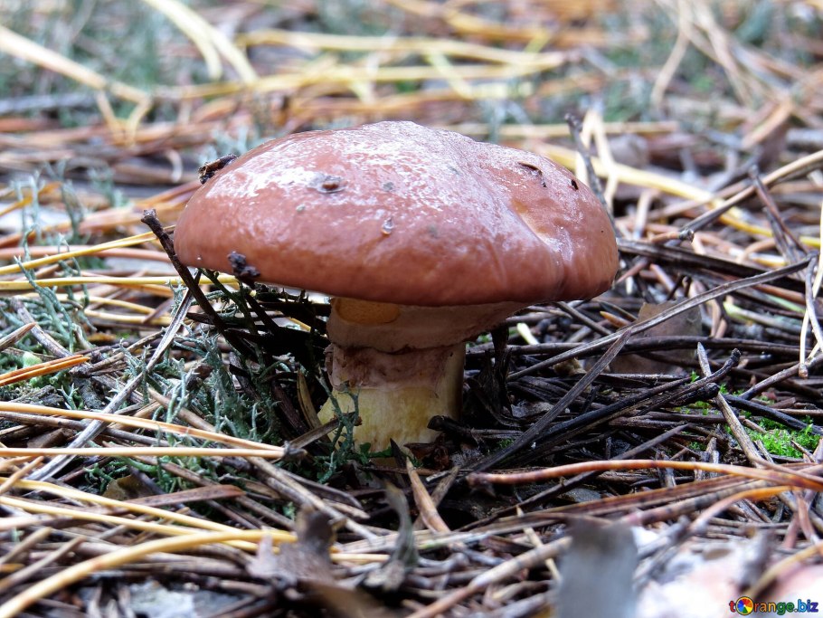 Мухомор масленок