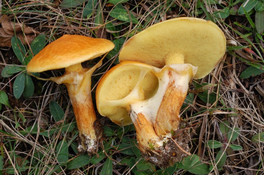 Suillus elegans