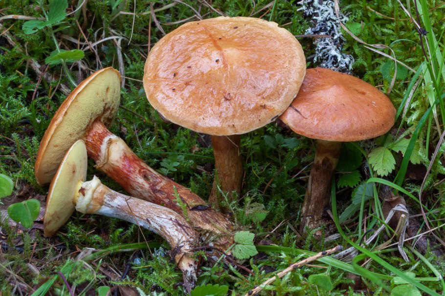 Масленок лиственничный Suillus grevillei