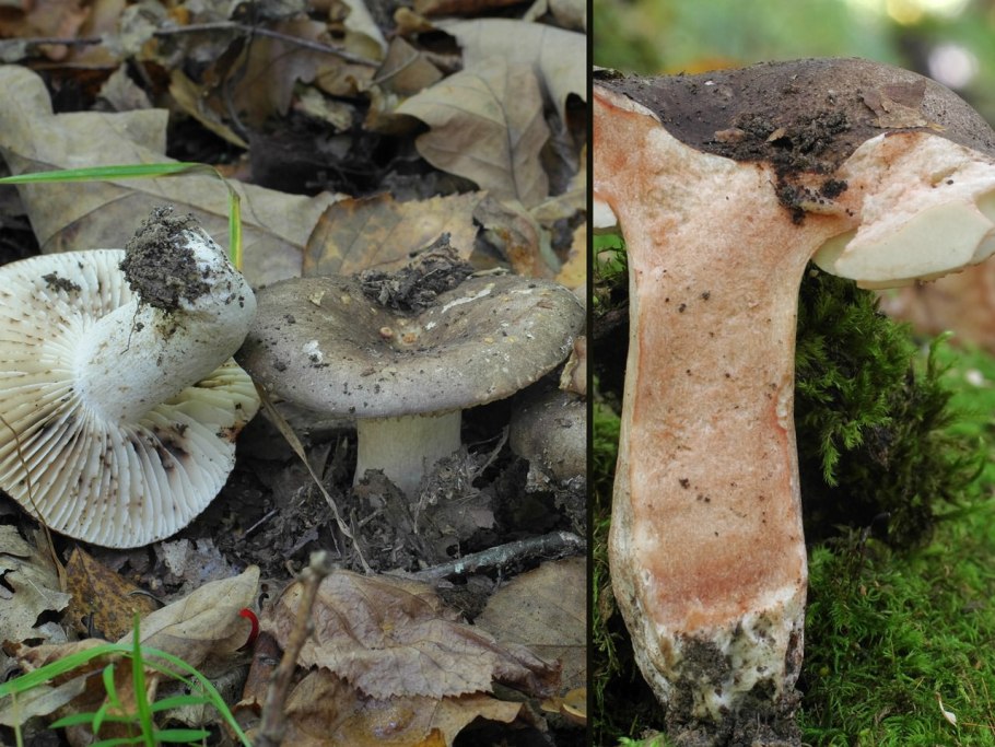 Подгруздок чернеющий (Russula nigricans)