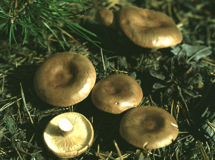 Груздь условно съедобный гриб