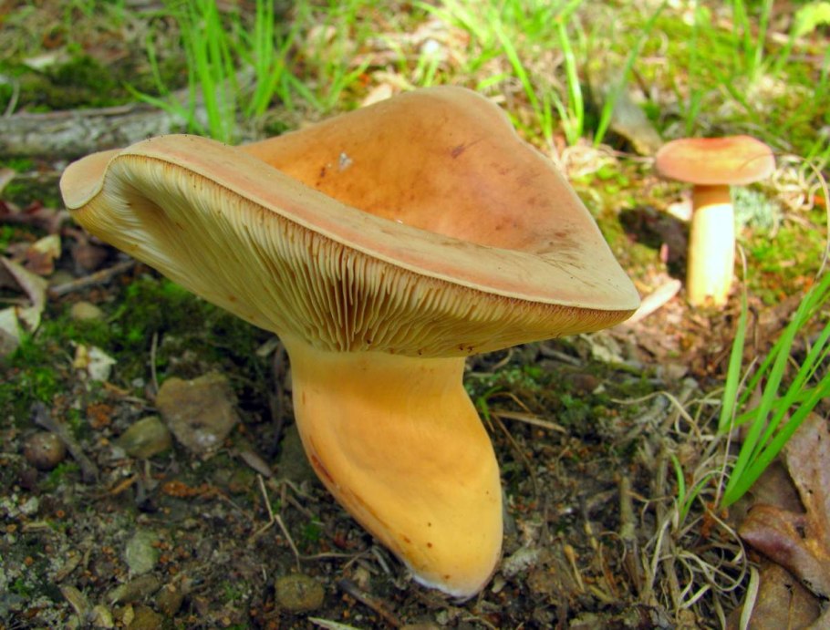 Lactarius volemus