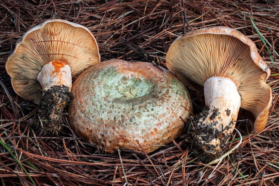 Рыжик настоящий Lactarius deliciosus