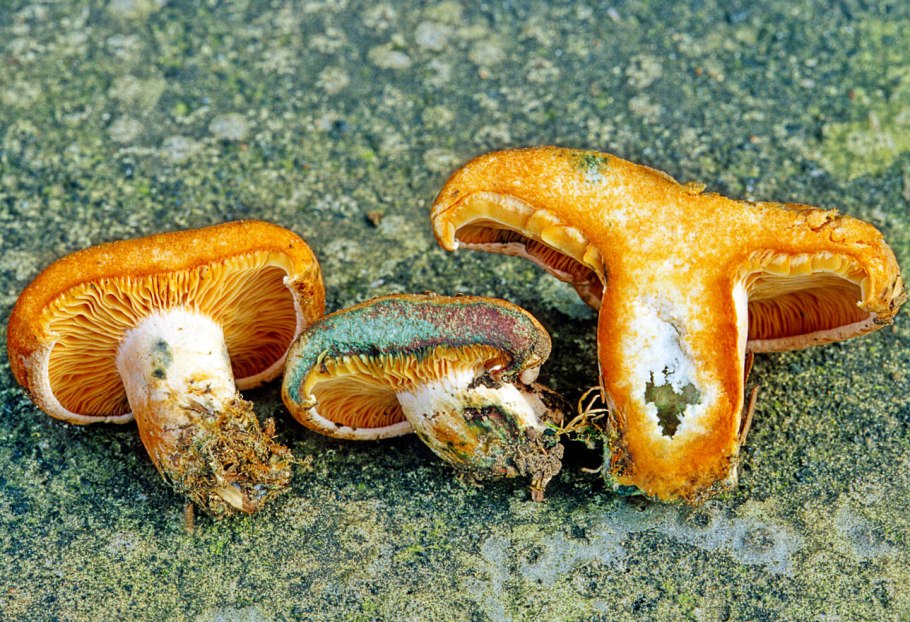 Подмолочник молочай гриб