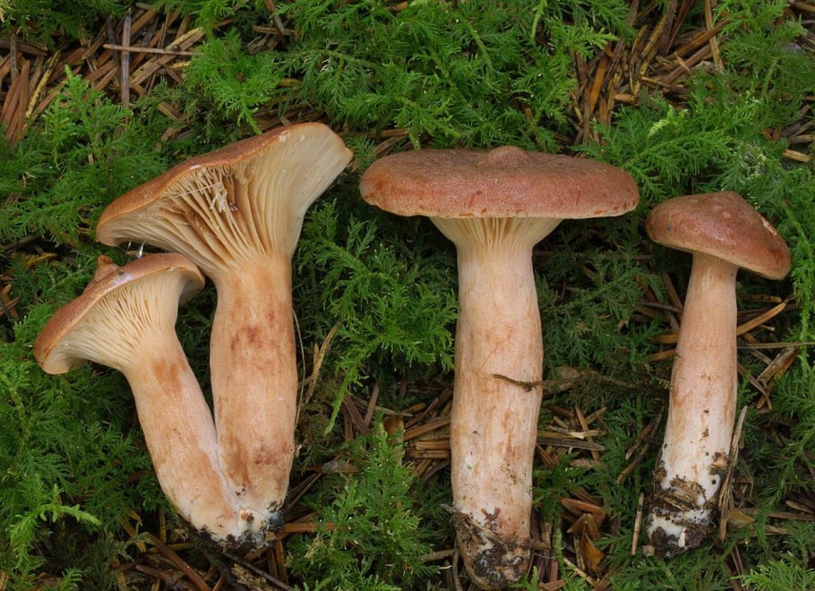 Груздь красно-коричневый (Lactarius volemus)