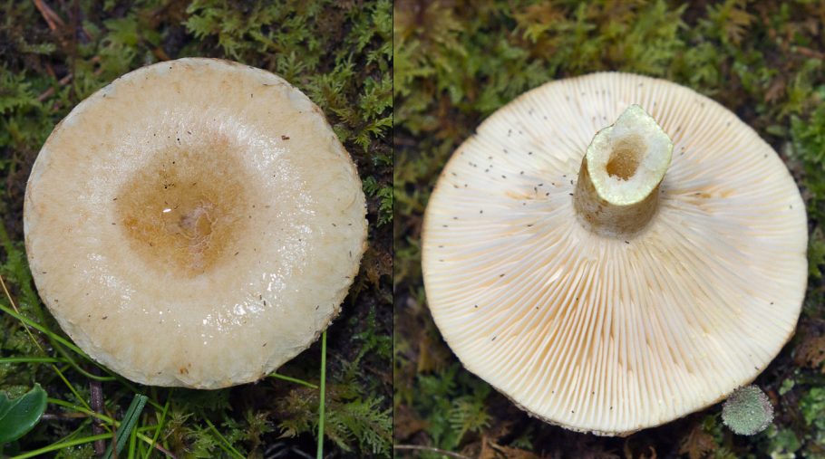Груздь жёлтый lactarius scrobiculatus