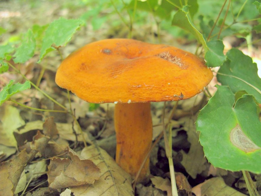 Подорешник и груздь