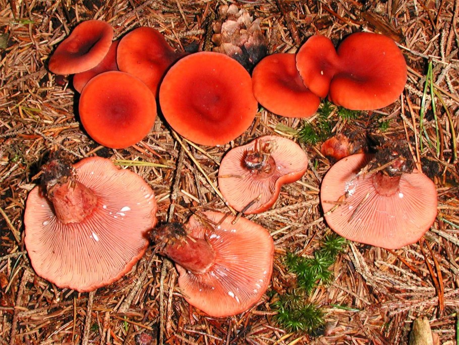 Млечник камфорный Lactarius camphoratus
