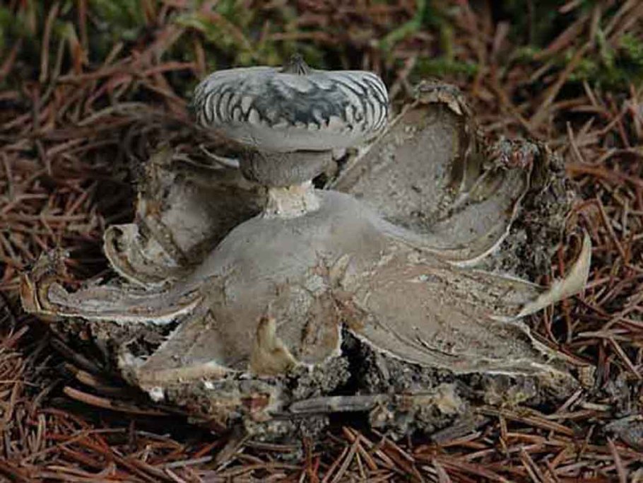 Geastrum striatum