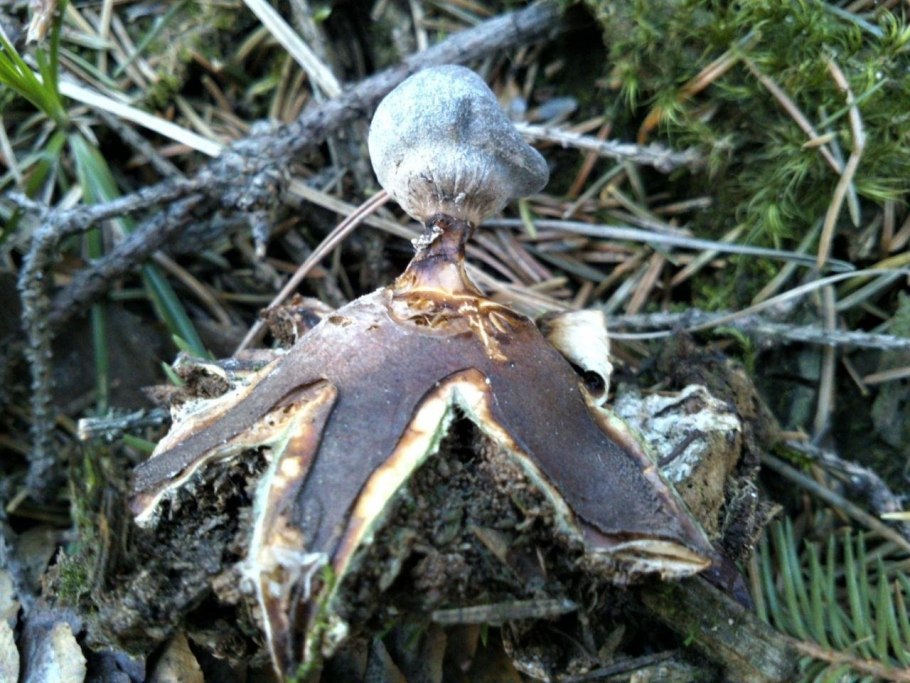 Geastrum striatum