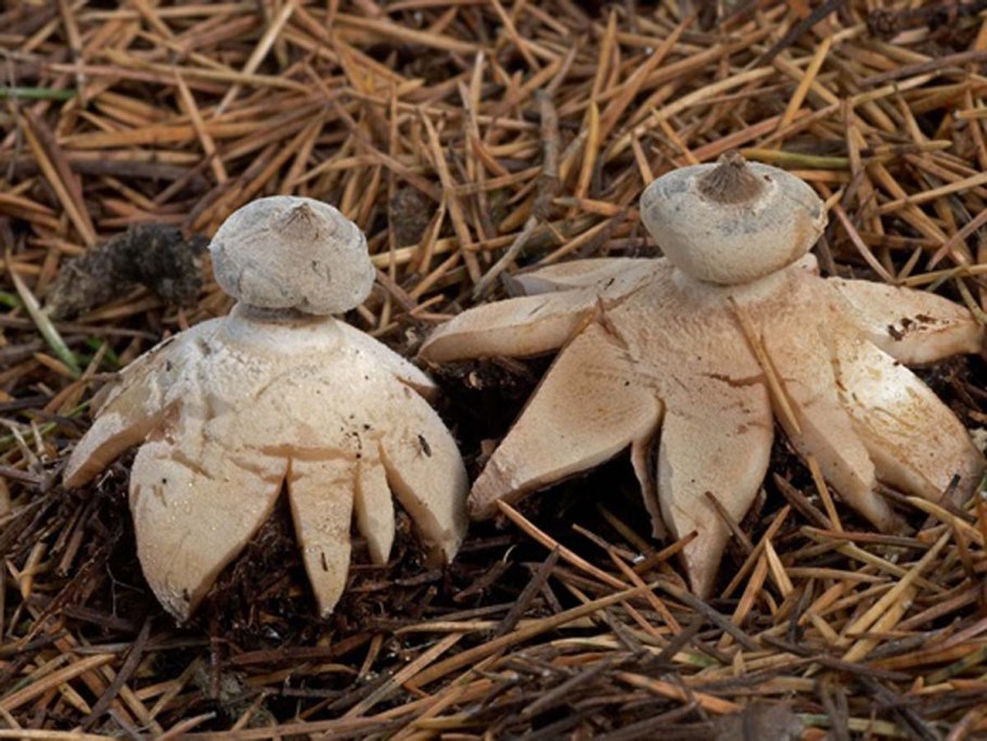 Звездовик полосатый Geastrum striatum