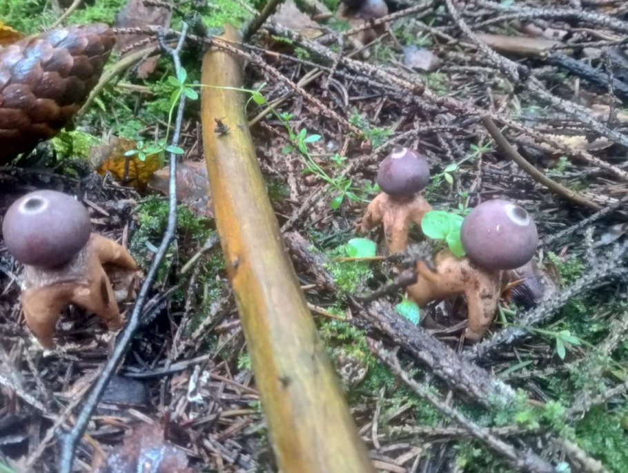 Geastrum quadrifidum