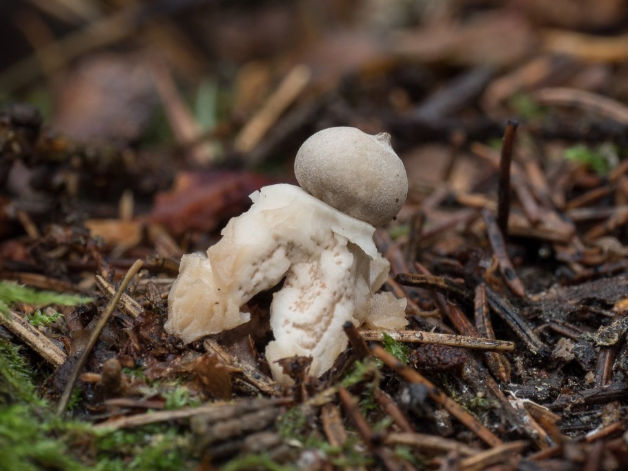 Звездовик сводчатый Geastrum fornicatum