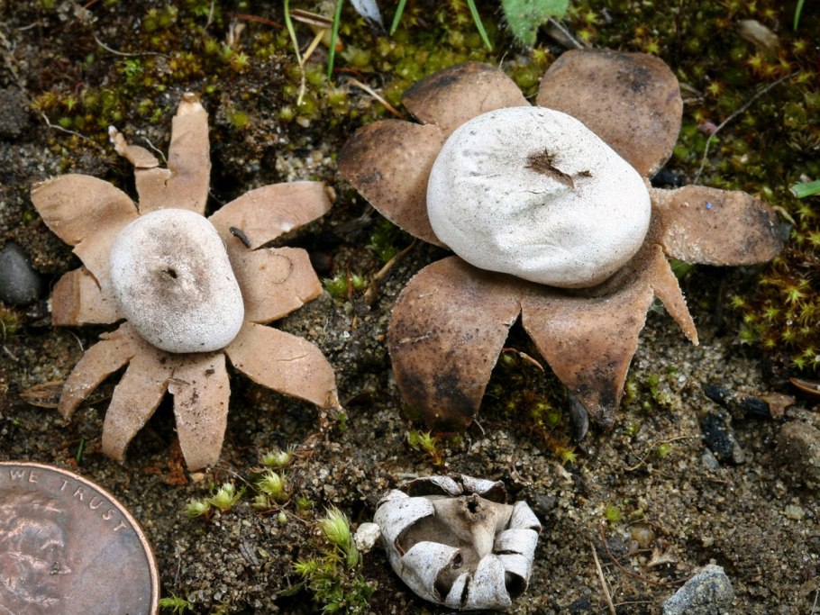 Звездовик мешковидный / Geastrum saccatum