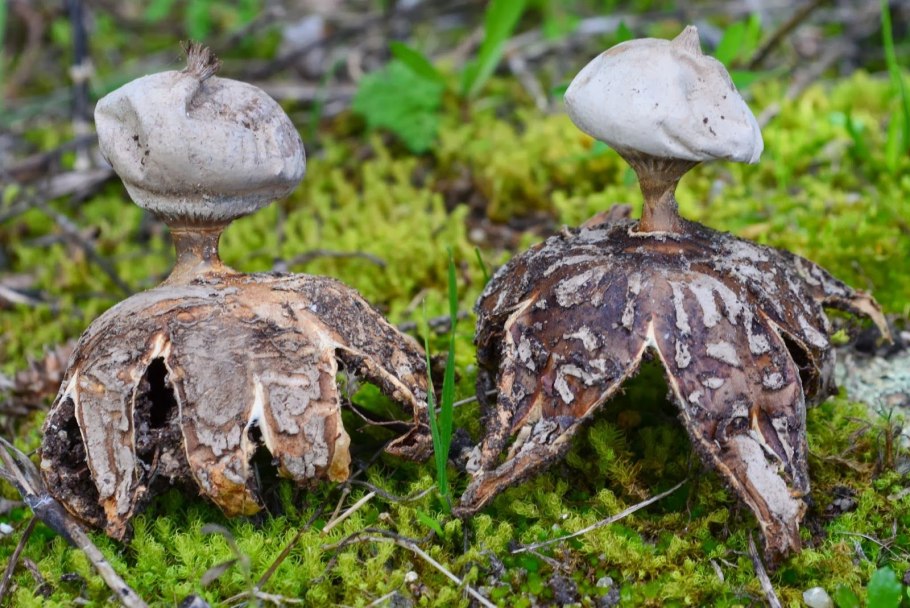 Geastrum striatum