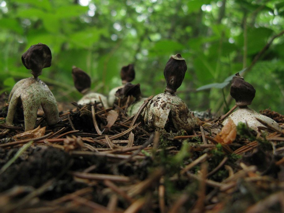 Geastrum pectinatum
