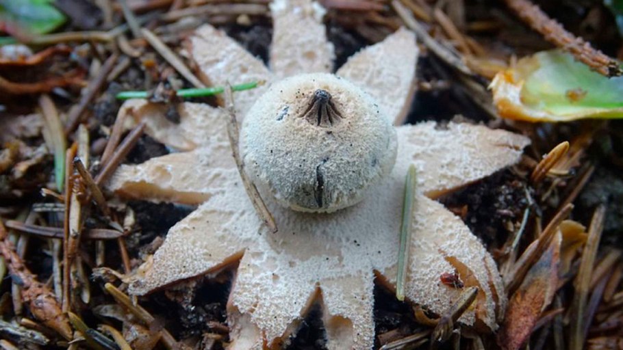 Geastrum striatum