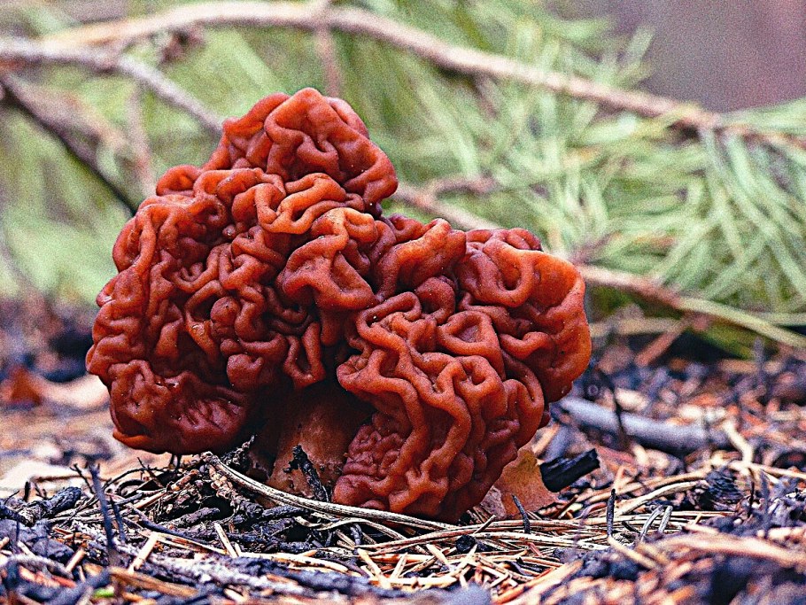 Гриб строчок обыкновенный