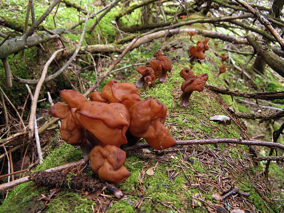 Gyromitra infula