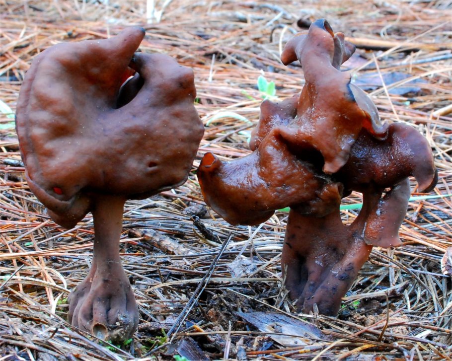 Строчок ядовитый