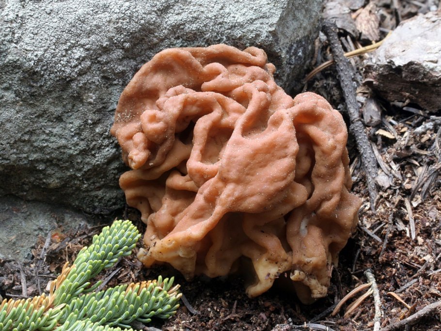 Gyromitra ticiniana