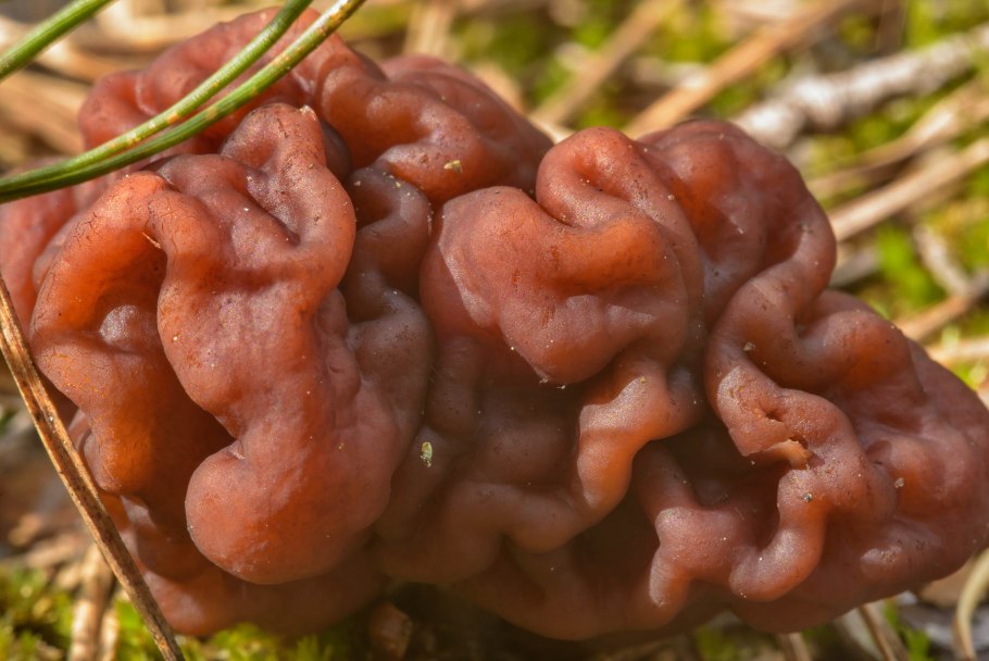 Гриб строчок и сморчок