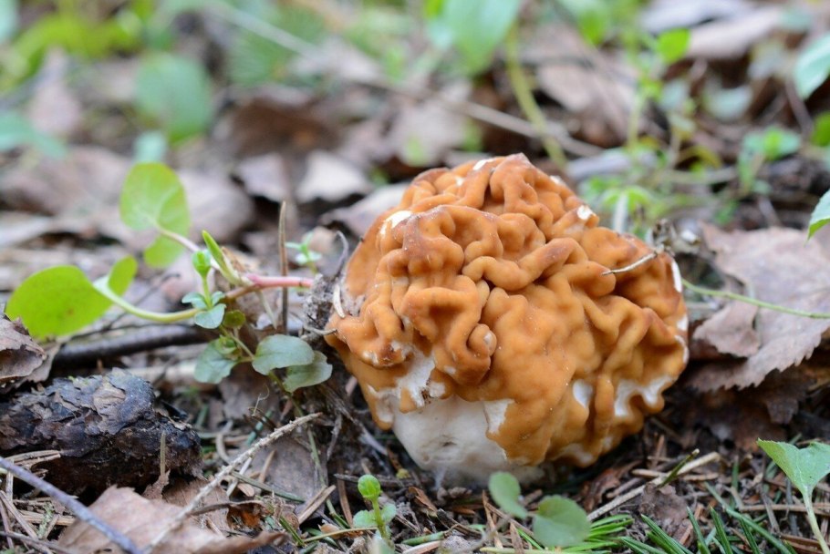 Лисички сморчки